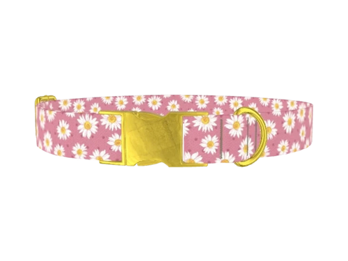 Pink_Daisy_1