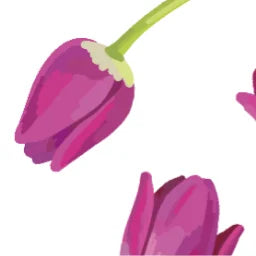 Purple_Tulip