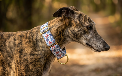 Martingale collars: The escape-proof solution for sighthounds and escape artists