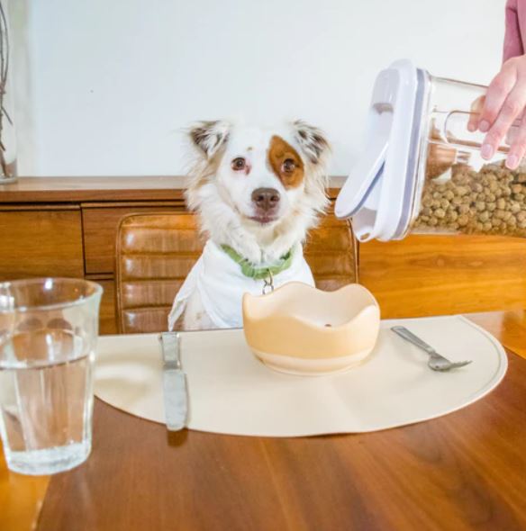 5 Easy ways to live a more cco-friendly lifestyle as a dog owner