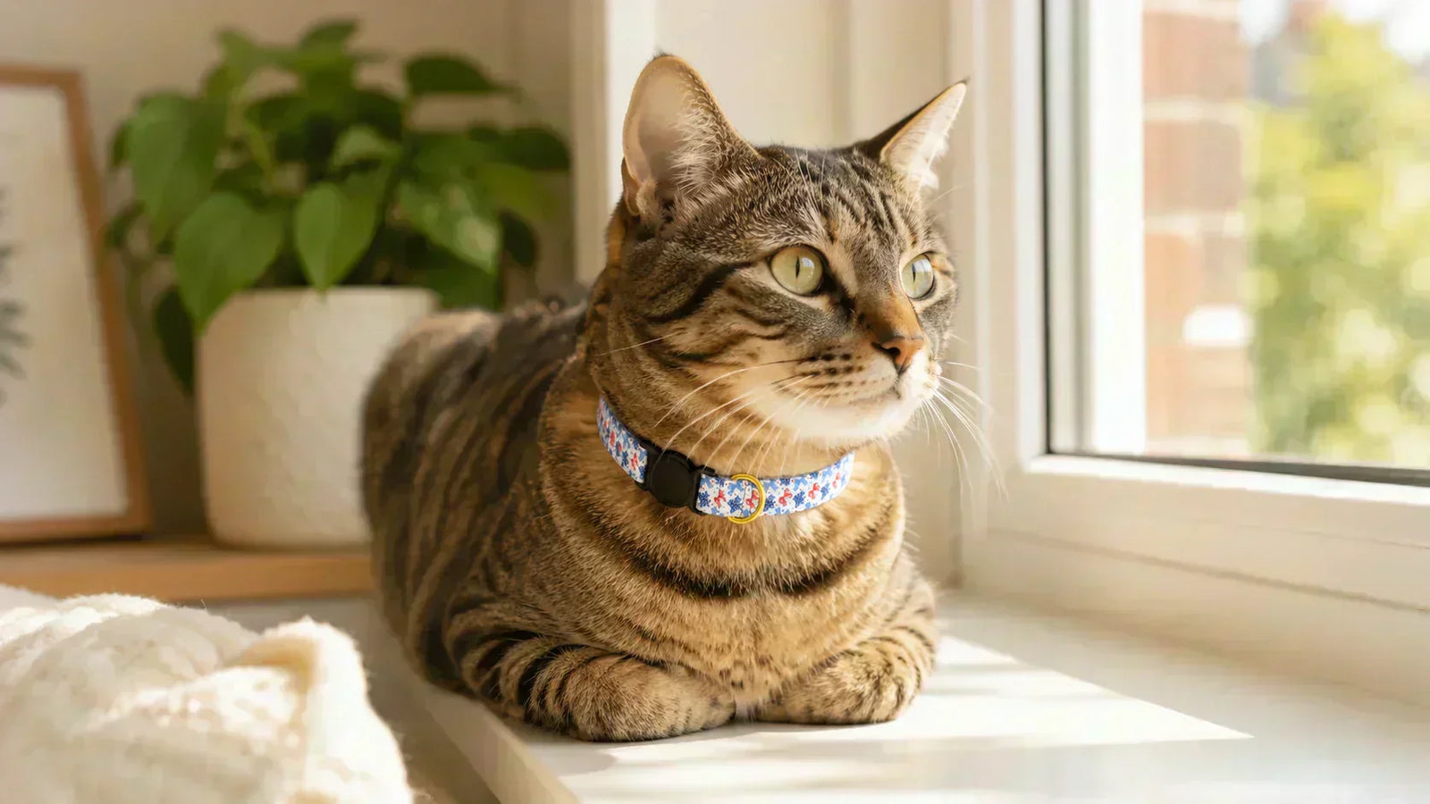 Cat collar safety guide: Breakaway vs. Standard, Sizing, and Style