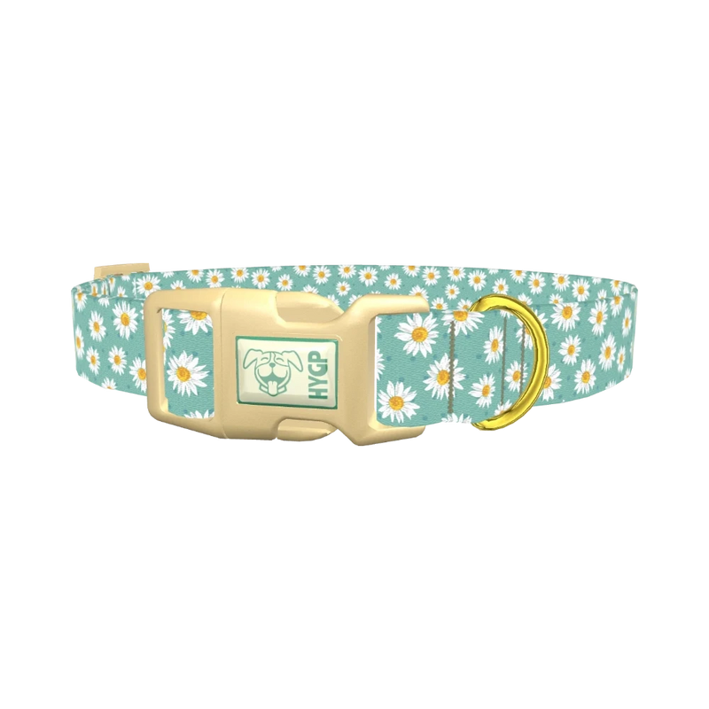 Teal Polka Dot Daisy Dog Collar - plastic gold