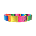 Wavy Rainbow Stripe Dog Collar - metal rose gold