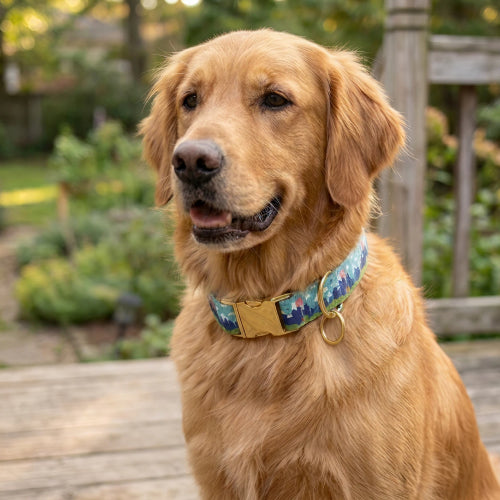 Dog Collar