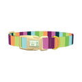 Rainbow Stripe Dog Collar - plastic gold