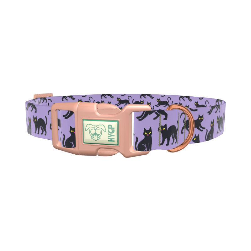 Purple Black Cat Halloween Dog Collar - plastic gold