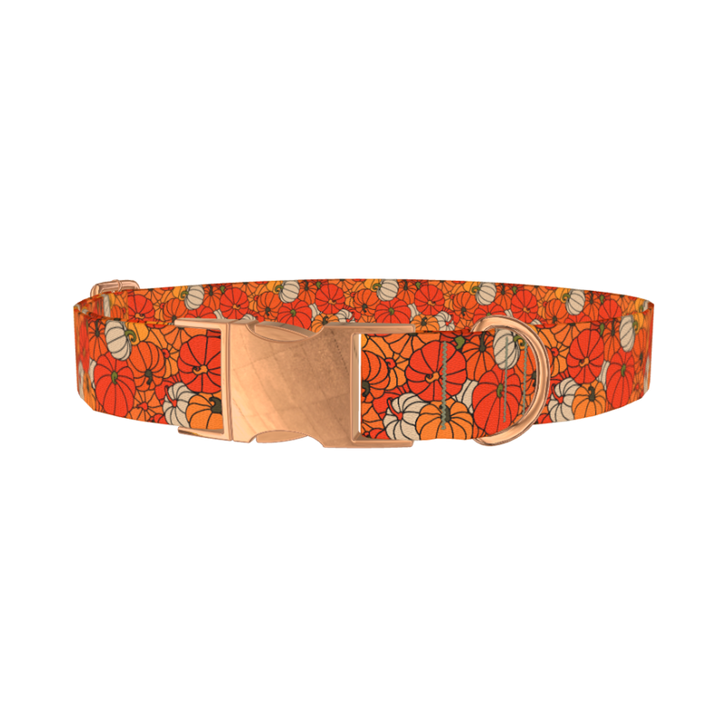 Autumn Harvest Pumpkin Dog Collar - metal rose gold