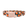 Pumpkin Patch Dog Collar - plastic silver