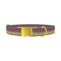 Rainbow Trout Pattern Dog Collar - metal gold
