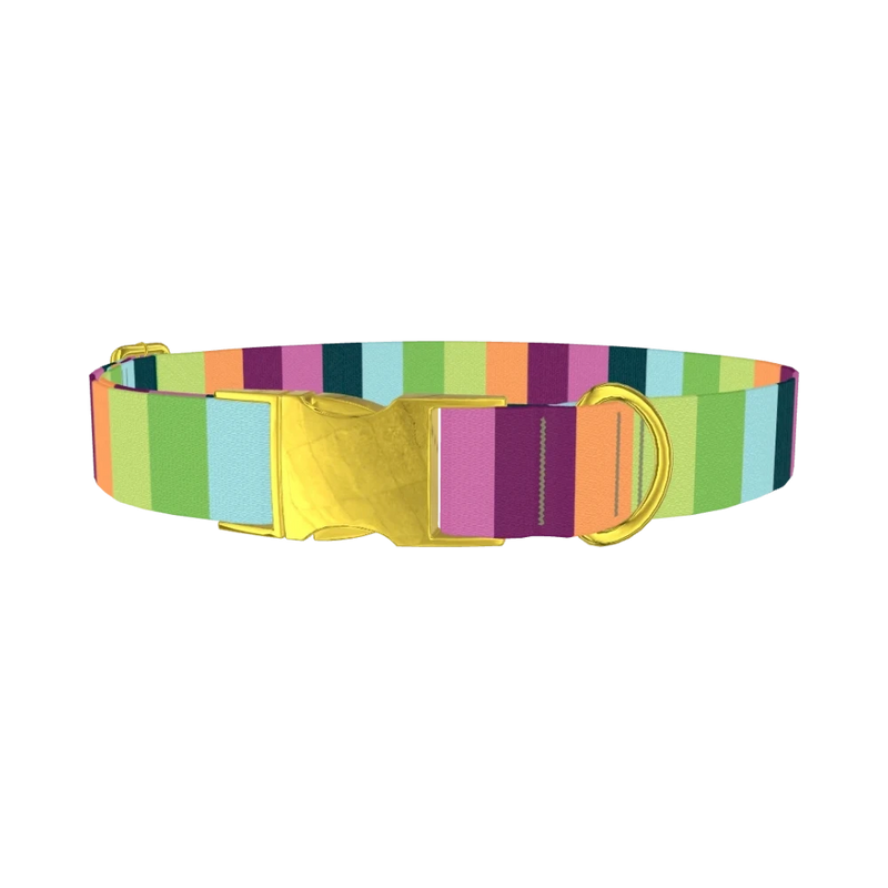 Rainbow Stripe Dog Collar - metal gold