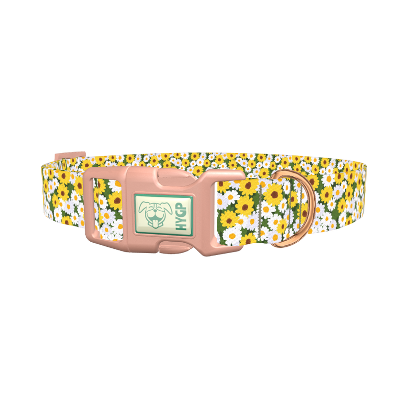 White and Yellow Daisy Dog Collar - plastic rose gold