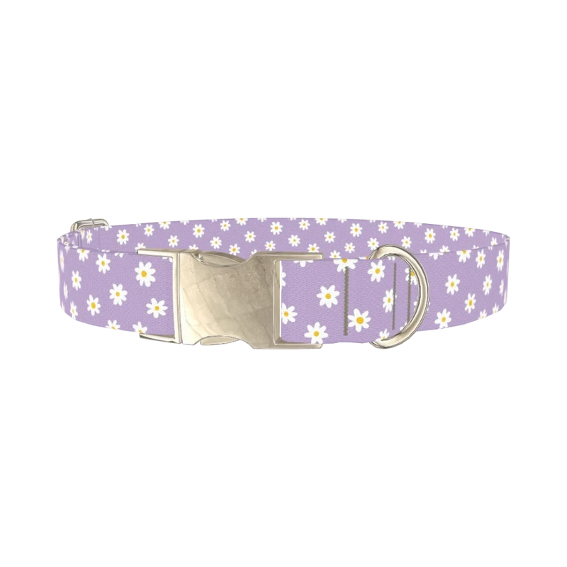 Purple Daisy Pattern Dog Collar - metal silver