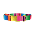 Wavy Rainbow Stripe Dog Collar - metal gold