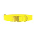 Yellow-Bellied Color Dog Collar - metal gold