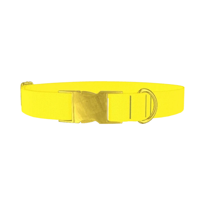 Yellow-Bellied Color Dog Collar - metal gold