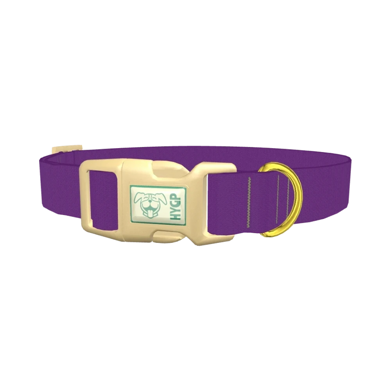 Maximum Purple Color Dog Collar - plastic gold