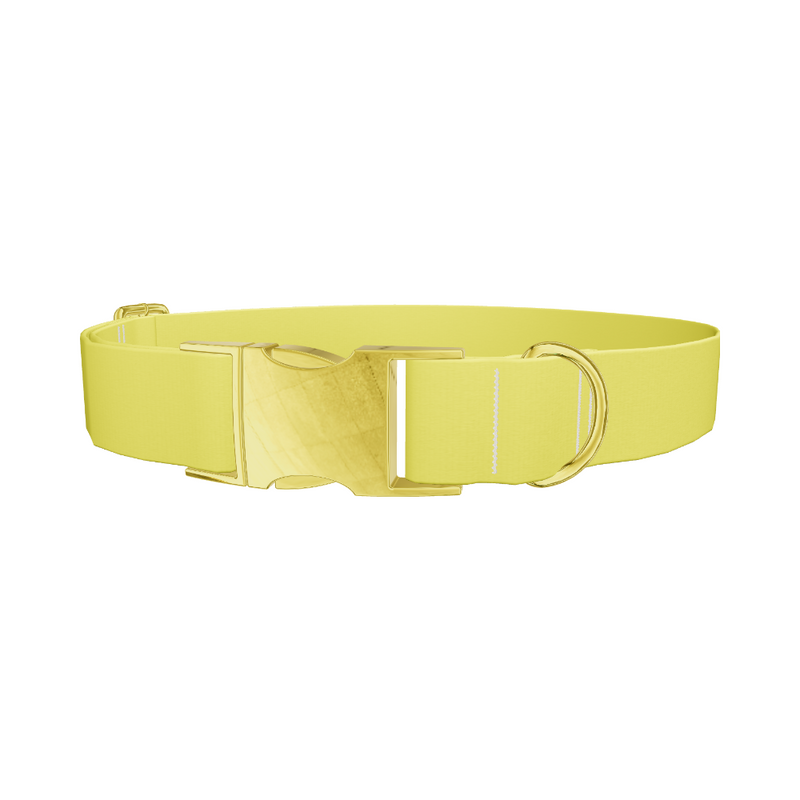 Yellow-Bellied Color Dog Collar