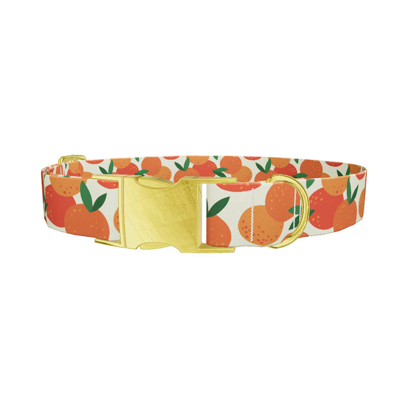 Fruit Orange Dog Collar