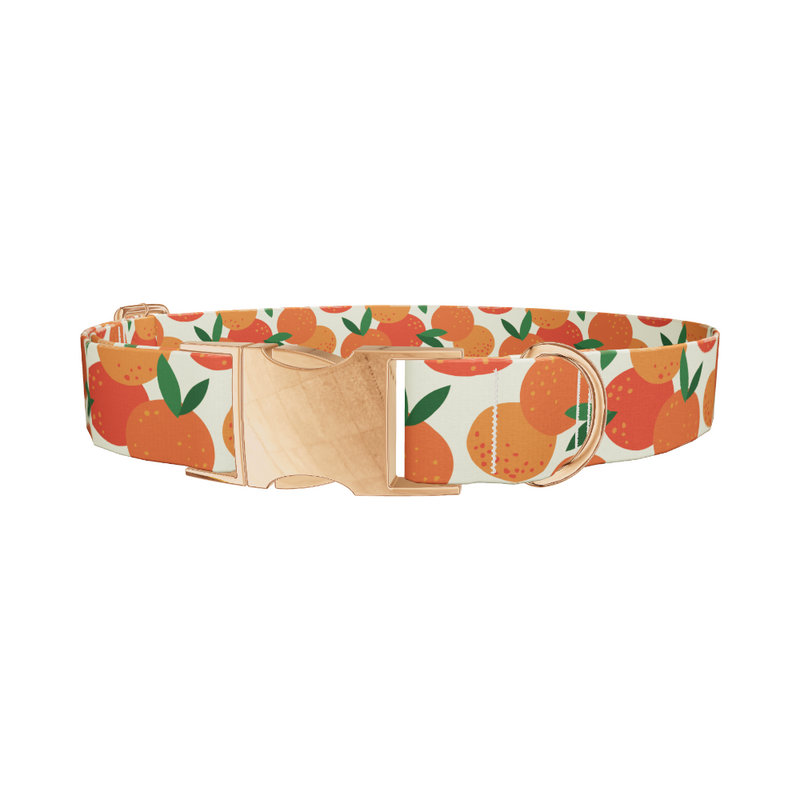 Fruit Orange Dog Collar